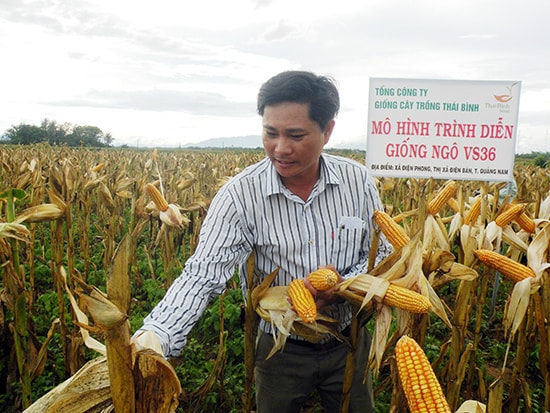 Những mô hình canh tác như thế này hiện nông dân Điện Phong rất cần.