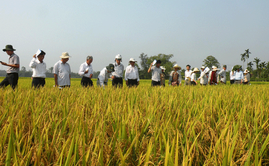 Tham quan mô hình khảo nghiệm giống lúa mới GL105 tại xã Bình Trung (Thăng Bình) vào hôm qua 14.4.