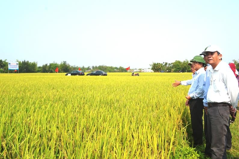 Phó Chủ tịch UBND tỉnh Lê Trí Thanh thăm đồng ruộng tại xã Bình Đào được sản xuất trên cơ sở tích tụ, tập trung ruộng đất. Ảnh: Q.V