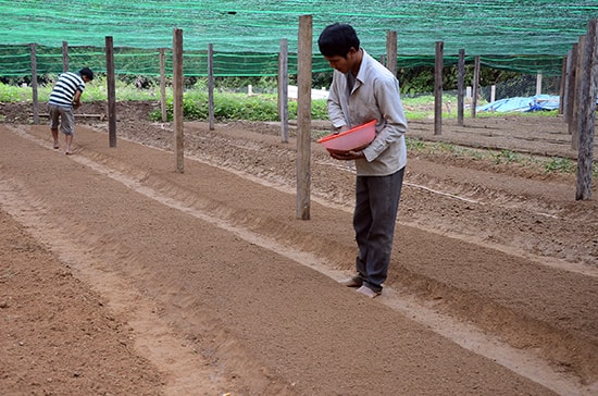 Các vườn cây giống lâm nghiệp hộ gia đình mọc lên nhiều nhưng không đảm bảo chất lượng. 