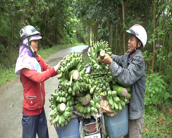 Tiểu thương thu mua chuối mốc tại Nam Trà My. Ảnh: S.B