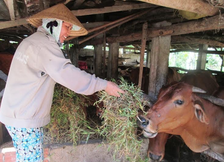 Không đủ khả năng miễn dịch, vật nuôi dễ bị nhiễm các loại bệnh nguy hiểm. Ảnh: N.P