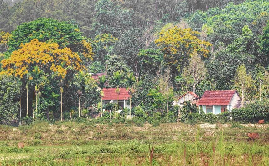 Hoa sưa khoe sắc trong nhà vườn xã Tiên Mỹ.