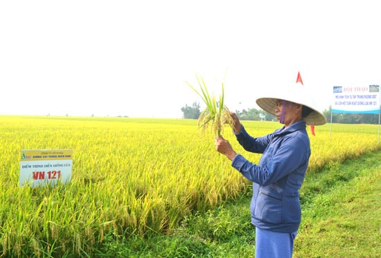 Bà Cao Thị Năm cho rằng, sản xuất lúa hiệu quả hơn so với trước khi tập trung ruộng đất. Ảnh: N.Q.V