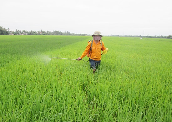 Phun thuốc trừ sâu quá nhiều, chất lượng hạt gạo sẽ bị ảnh hưởng nghiêm trọng.Ảnh: HOÀI NHI