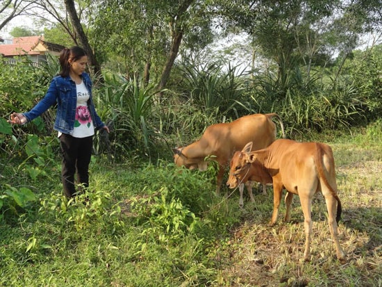 Chị Phan Thị  Bích Lài thoát nghèo nhờ Hội LHPN xã Tam Dân trao bò làm phương tiện sinh kế.