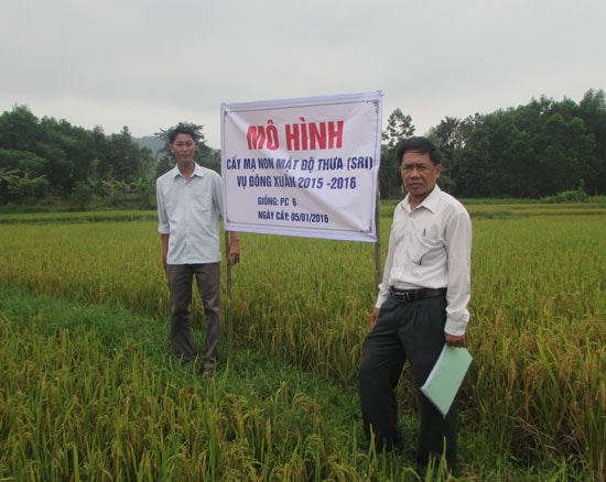 Mô hình canh tác lúa cải tiến đem lại hiệu quả trong sản xuất. Ảnh: VĂN PHIN