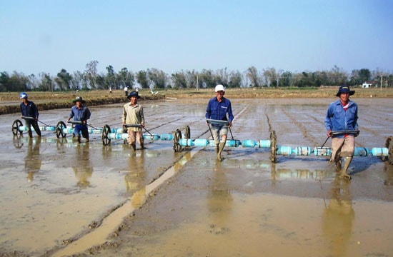 Sử dụng công cụ sạ hàng với mật độ gieo vừa phải sẽ giúp cây lúa quang hợp tốt, phát triển mạnh. Ảnh: H.NHI