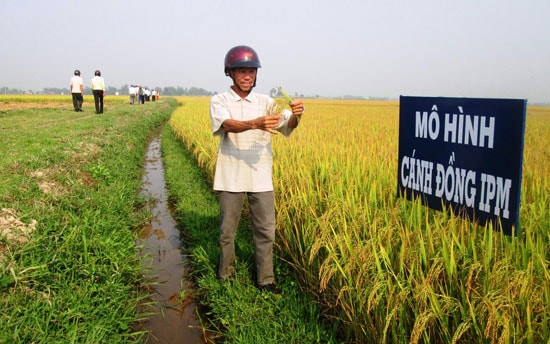 Tham quan cánh đồng IPM ở thôn Vân Quật, xã Duy Thành.