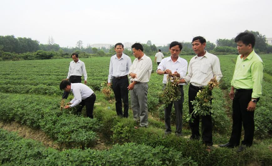 Tham quan ruộng đậu canh tác trình diễn ở xã Bình Định Nam, huyện Thăng Bình. Ảnh: V.S