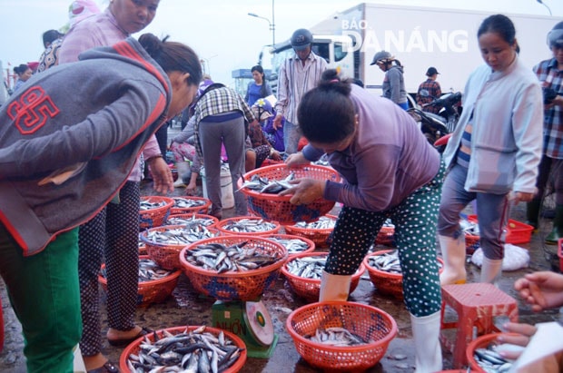 Các tiểu thương đã quay trở lại chợ đầu mối Thọ Quang để mua cá về chợ bán