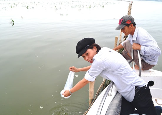 Thả tôm đất giống để tái tạo nguồn lợi ở khu vực Cửa Đại. Ảnh: v.quang
