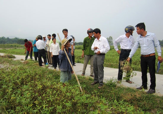 Tham quan mô hình trình diễn ở xã Bình Định Nam, huyện Thăng Bình. Ảnh: n.p