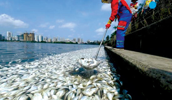 Công nhân môi trường vớt cá chết bao phủ trắng hồ Hongcheng ở Trung Quốc. (Ảnh: usatoday)
