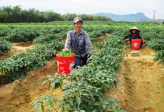 Lĩnh vực sản xuất nông nghiệp thiếu tính bền vững vì tiềm ẩn lắm rủi ro. Ảnh: HOÀI NHI