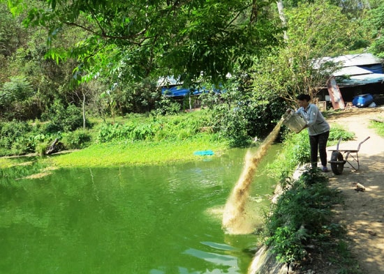 Chị Tăng Thị Phượng bên ao cá nuôi của gia đình. Ảnh: T.N