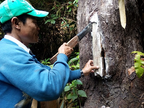 A Néo thăm và đục tổ ong xem mật bên trong.Ảnh: PHẠM ANH