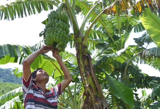 Quá trình trồng, thâm canh cây chuối ở Đông Giang sẽ được ứng dụng tiến bộ khoa học kỹ thuật. Ảnh: C.T