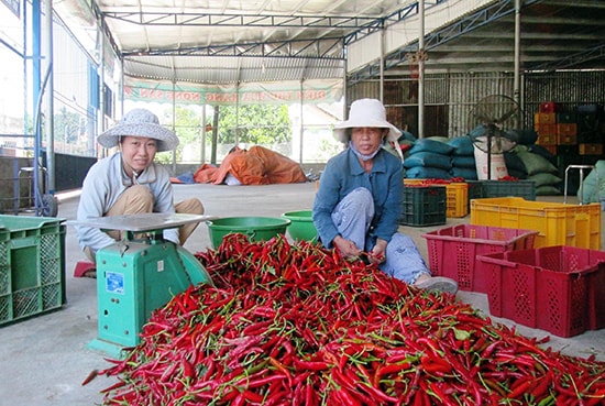 Cần hỗ trợ các hợp tác xã và tổ hợp tác trong việc liên kết sản xuất, chế biến nông sản.Ảnh: N.S