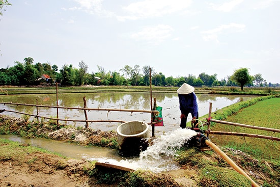 Người dân tận dụng nguồn nước ao hồ để bơm cho đồng ruộng. Ảnh: PHƯƠNG THẢO