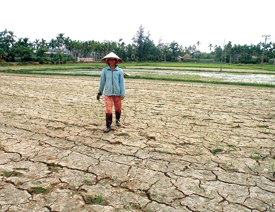 Nhiều vùng ở xã Duy Vinh (Duy Xuyên) thường mất trắng lúa hè thu vì ruộng bị nhiễm mặn nặng nề.