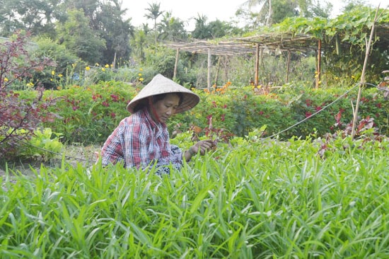 Những vườn rau hữu cơ của làng trở thành sản phẩm đặc trưng hấp dẫn du khách. Ảnh: G.K