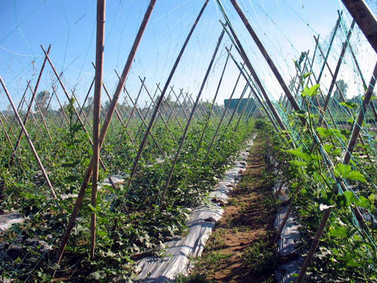 Dự án sản xuất rau củ quả an toàn được UBND tỉnh khuyến khích đầu tư. Trong ảnh: Vùng chuyên canh rau Bàu Tròn (xã Đại An, huyện Đại Lộc). ảnh: CHÂU NỮ