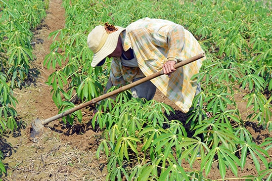 Cây sắn là cây trồng truyền thống và chủ lực của Quế Sơn nhưng chưa đem lại giá trị kinh tế cao. Ảnh: Q.T