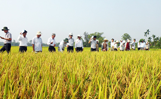 Quảng Nam được xem là trung tâm sản xuất giống lúa hàng hóa với quy mô gần 3.500ha/năm. Ảnh: VĂN SỰ