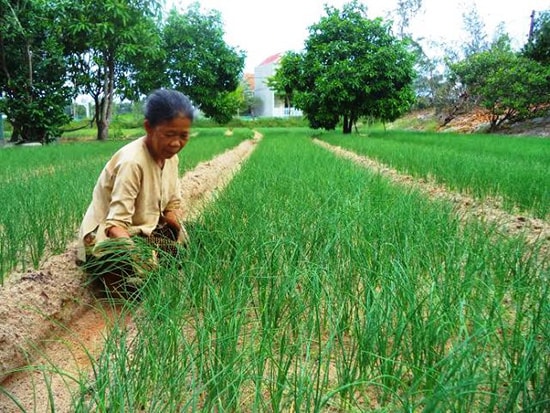 Người dân chuyển đổi trồng cây nén trên đất cát nên cần quy hoạch tạo ra vùng sản xuất chuyên canh tập trung. Ảnh: T.Q