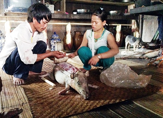 Người dân nóc Ông Nút (xã Trà Vinh) làm heo để cúng heo ba đầu. Ảnh: VÕ LÊ