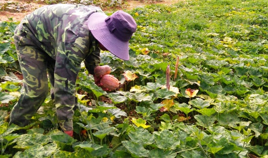 Nông dân trồng bí hồ lô vùng bãi bồi ven sông Vu Gia phấn khởi vì giá cao, đầu ra ổn định. Ảnh: TRIÊU NHAN