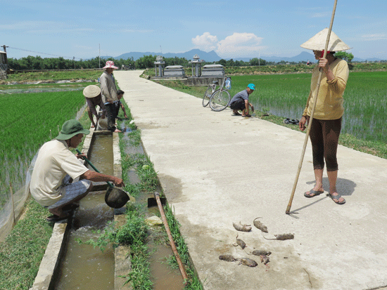 Người dân tăng cường diệt chuột. Ảnh: P.N