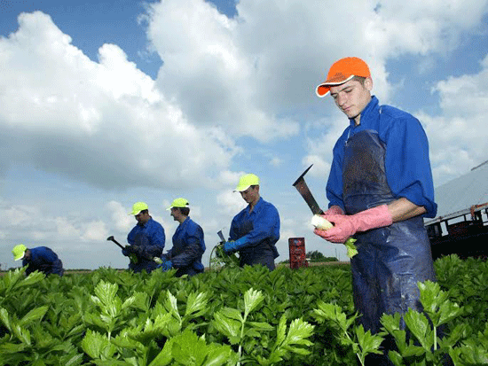 Lao động nhập từ EU tại một nông trại ở Cambridgeshire, Anh. (Ảnh: Independent)
