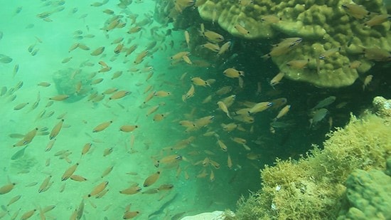 The latest image shows the stable development of aquatic ecosystem in Cham Islands (Hoi An) - the World Biosphere Reserve Site. (Photo by Cham Islands MPA Management Board)