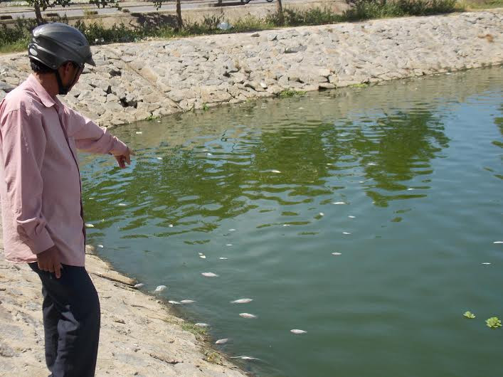 Cá rô phi chết nổi lềnh phềnh trên mặt hồ Nguyễn Du chiều 24.6