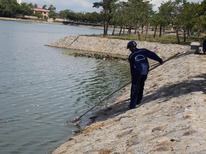 Nhân viên Ban quản lý công trình công cộng TP.Tam Kỳ vớt cá chết ở hồ trên.