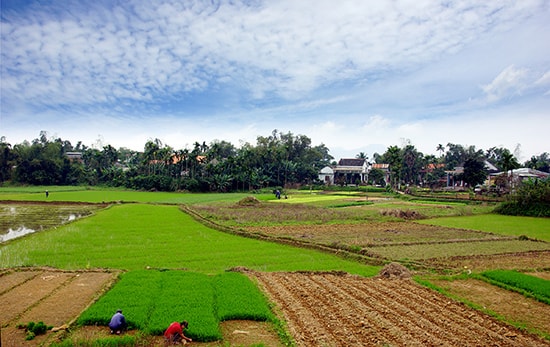 Làng quê xứ Quảng.Ảnh: PHƯƠNG THẢO