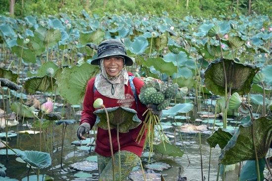 Những búp sen già hạt được thu hoạch mang về nhà chờ thương lái đến thu mua