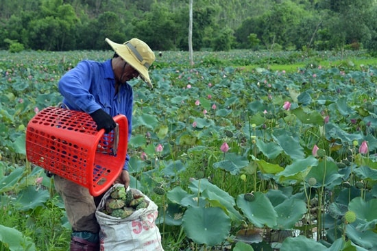 Với giá bán 30 nghìn/ký nhiều hộ trồng sen thôn Chánh Lộc mỗi mùa thu được 40 - 50 triệu đồng/mẫu ruộng 