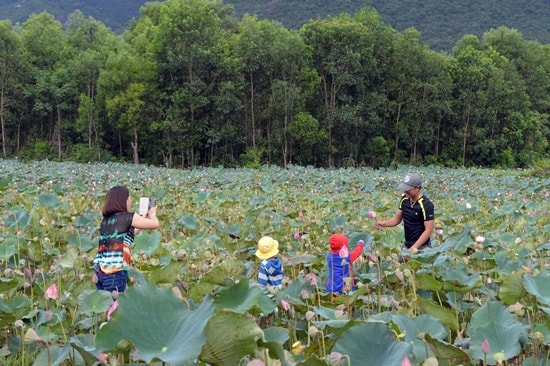 Du khách tìm đến chiêm ngưỡng cảnh đẹp đồng sen