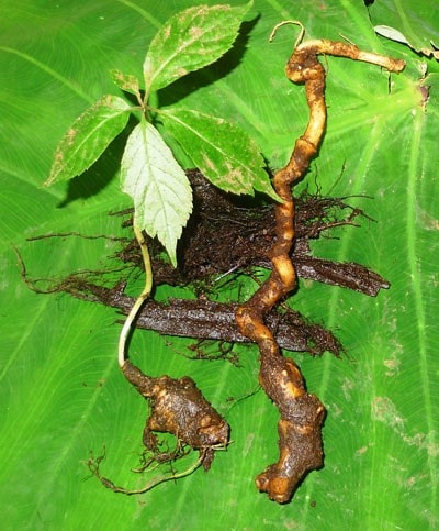 Some parts of the 150-year-old Ngoc Linh ginseng tuber