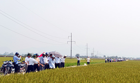 Cán bộ các thôn trên địa bàn thị xã tham quan một cánh đồng mẫu lớn tại xã Điện Phước.Ảnh: C.T