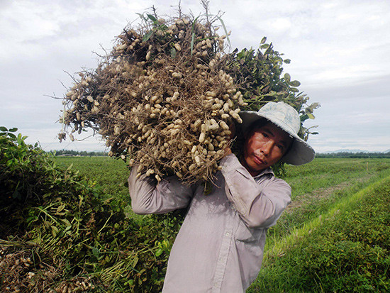 Ngày 6.7, nông dân thôn Vân Tiên đồng loạt thu hoạch những ruộng đậu phụng L23 sản xuất trình diễn.