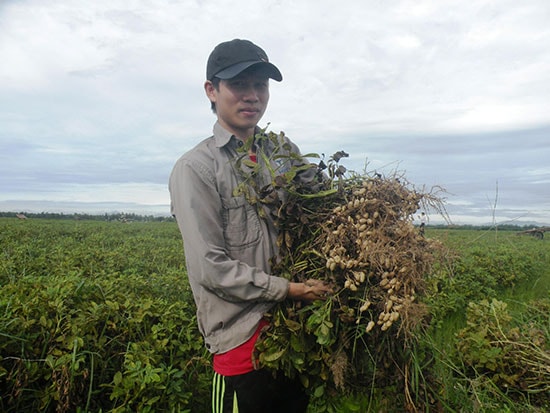 Nhờ chủ động nước tưới nên vụ hè thu này nông dân thôn Vân Tiên rất phấn khởi vì đậu phụng được mùa.Ảnh: VĂN SỰ 