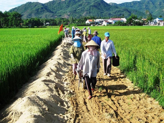 Xây dựng hệ thống giao thông nội đồng nhằm tạo thuận lợi cho việc sản xuất. Ảnh: HOÀI NHI