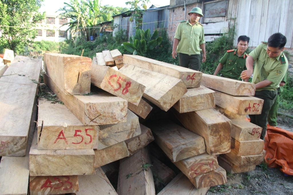 Cơ quan chức năng kiểm đếm số gỗ thu giữ được. Ảnh: C.N