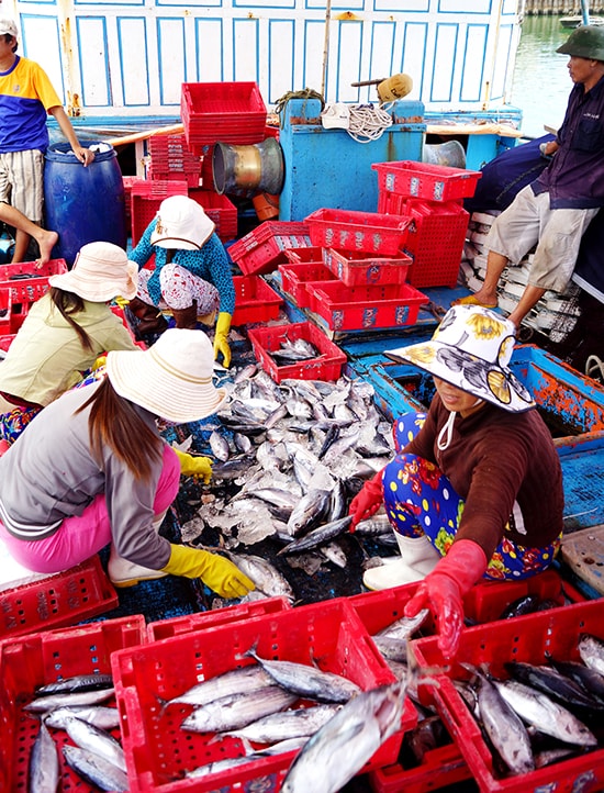 Ngư dân Quảng Nam bán hải sản khai thác được rồi lại vươn khơi bám biển.Ảnh: PHƯƠNG THẢO