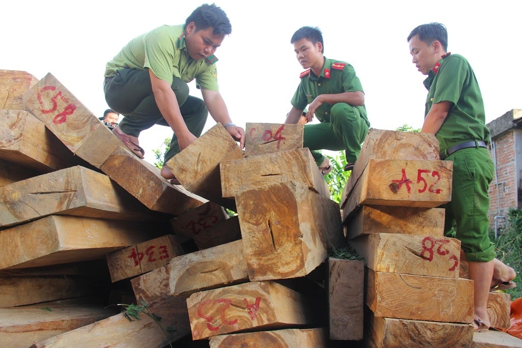 Số gỗ pơ mu được phát hiện tại khu vực biên giới Nam Giang. Ảnh: N.C