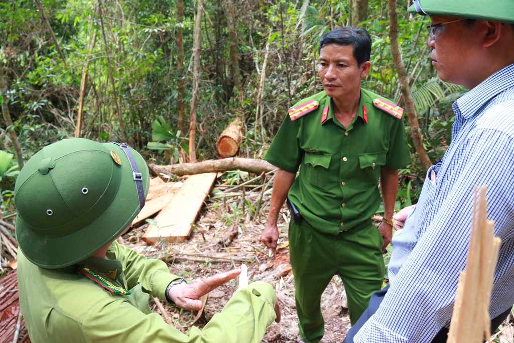 Phó chủ tịch UBND tỉnh Lê Trí Thanh cùng thành viên đoàn kiểm tra bàn phương án xử lý ngay tại hiện trường vụ phá rừng pơ mu. Ảnh: C.N